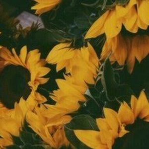 Meet your Posher, Sasha